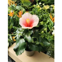 Hibiscus Geisha - Hibiszkusz