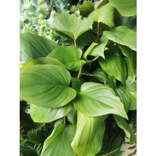 Homalomena rubescens 'Maggy'