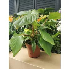 Homalomena rubescens Maggy