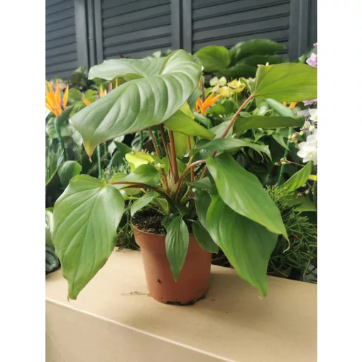 Homalomena rubescens Maggy