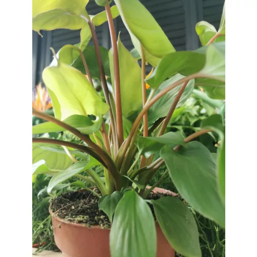 Homalomena rubescens Maggy