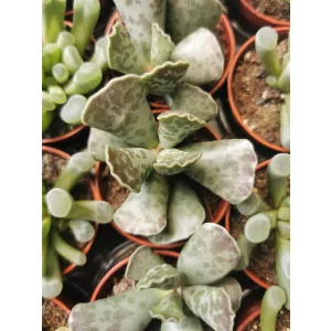 Májlevél - Andromischus sp.