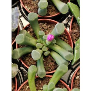 Ablakvirág - Fenestraria sp.