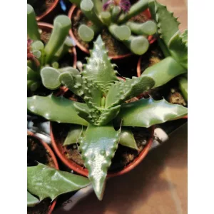 Tigrisszáj - Faucaria sp.