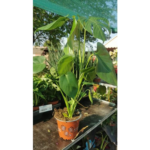 Monstera deliciosa