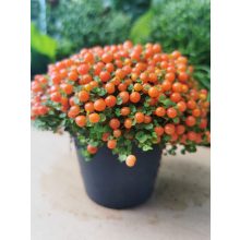 Korallbogyó - Nertera granadensis Orange