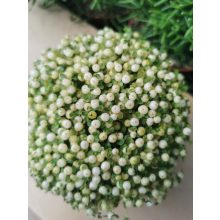 Korallbogyó - Nertera granadensis White