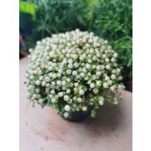 Korallbogyó - Nertera granadensis White