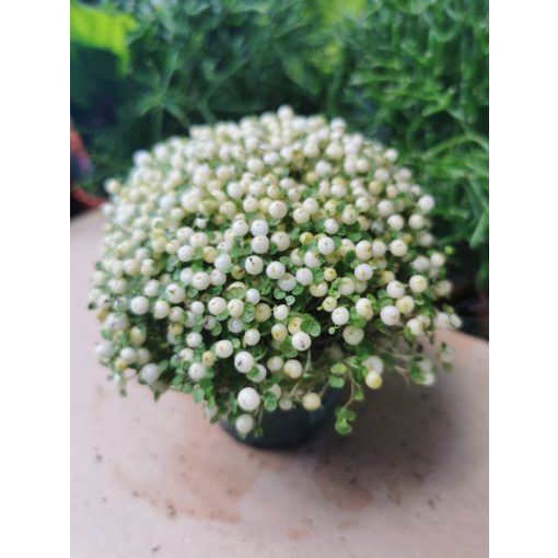 Korallbogyó - Nertera granadensis White