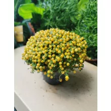 Korallbogyó - Nertera granadensis Yellow