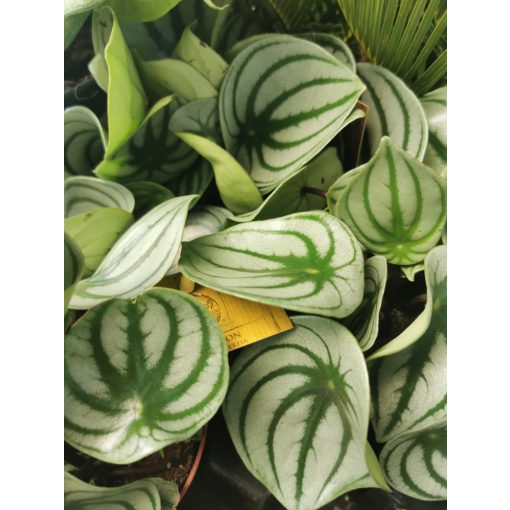 Peperomia argyreia Watermelon