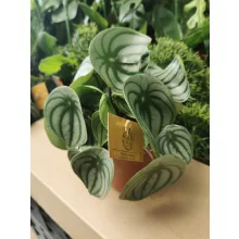 Peperomia argyreia Watermelon