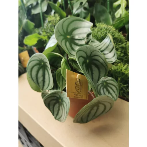Peperomia argyreia Watermelon