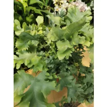 Narancspöttyös páfrány - Phlebodium aureum Davana