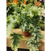 Narancspöttyös páfrány - Phlebodium aureum Davana