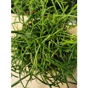 Vesszőkaktusz - Ripsalis baccifera Oasis