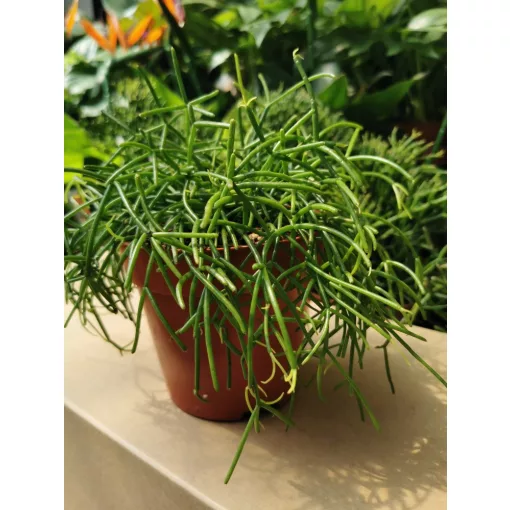 Vesszőkaktusz - Ripsalis baccifera Oasis