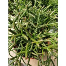 Vesszőkaktusz - Ripsalis burchellii