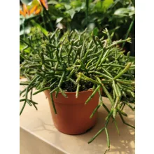 Vesszőkaktusz - Ripsalis burchellii