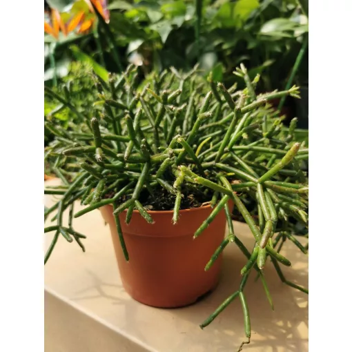 Vesszőkaktusz - Ripsalis burchellii