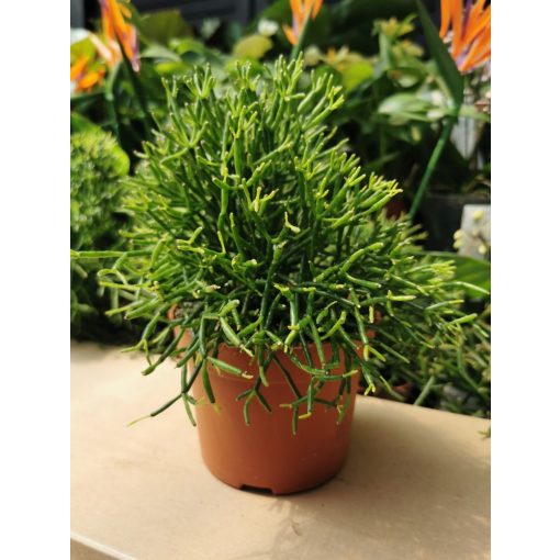 Vesszőkaktusz - Ripsalis hatiora