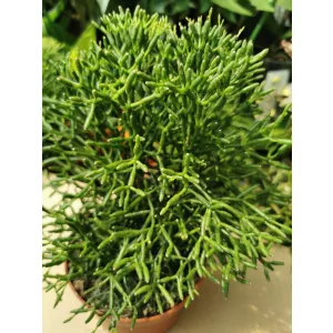 Vesszőkaktusz - Ripsalis salicornioides