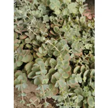 Sedum sieboldii - Októberi varjúháj