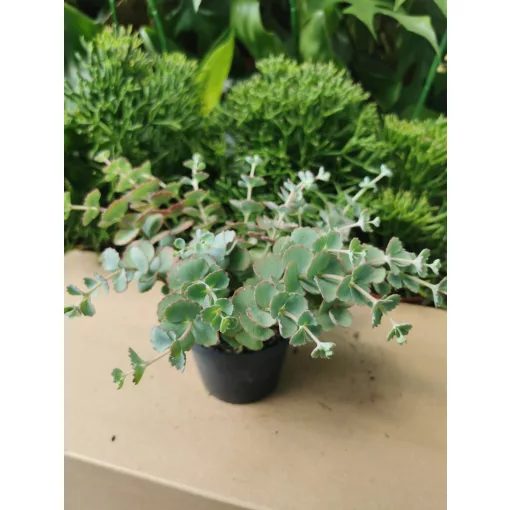 Sedum sieboldii - Októberi varjúháj