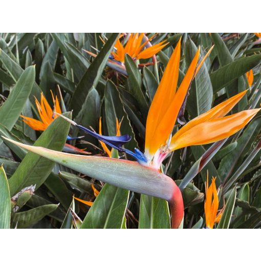 Strelitzia reginae - Papagájvirág