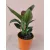 Strelitzia reginae - Papagájvirág