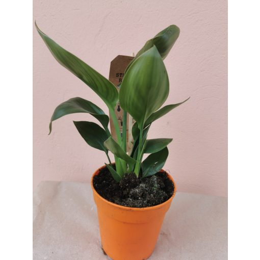 Strelitzia reginae - Papagájvirág