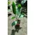 Strelitzia reginae - Papagájvirág