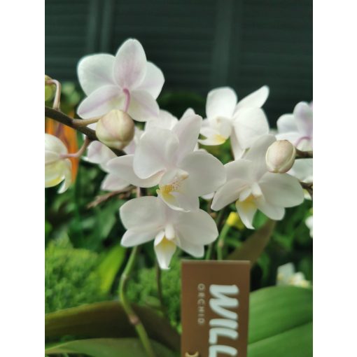 Phalaenopsis Wild Tiger