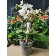 Phalaenopsis 'Wild Lion'