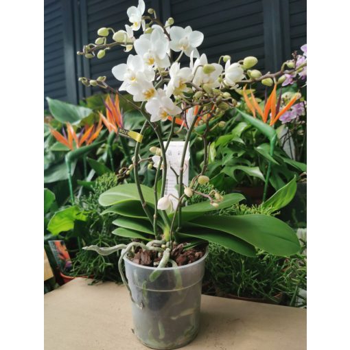 Phalaenopsis Wild Lion