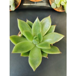 Amerikai kövirózsa - Echeveria agavoides