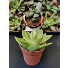 Amerikai kövirózsa - Echeveria agavoides
