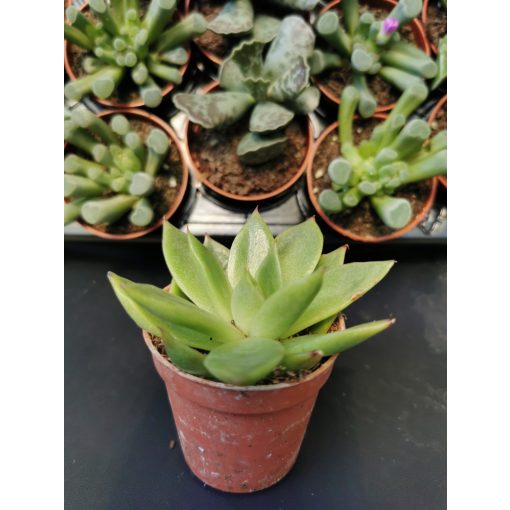 Amerikai kövirózsa - Echeveria agavoides