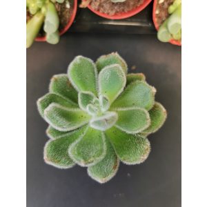 Amerikai kövirózsa - Echeveria Green Velvet