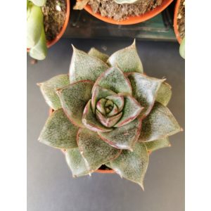 Amerikai kövirózsa - Echeveria purpusorum