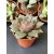 Amerikai kövirózsa - Echeveria purpusorum