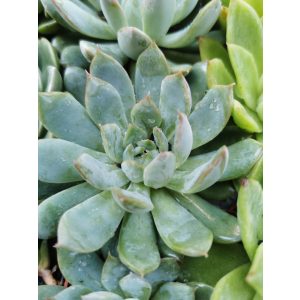 Amerikai kövirózsa - Echeveria sp. 11