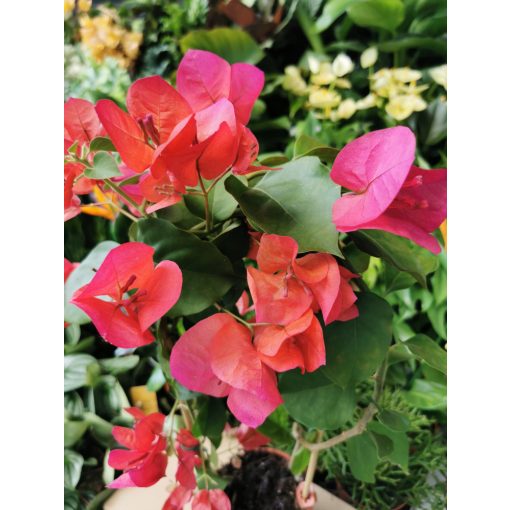 Murvafürt - Bougainvillea Red