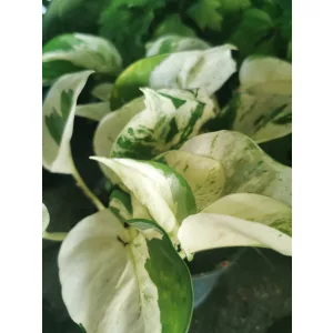 Szobai futóka - Epipremnum aureum Happy Leaf