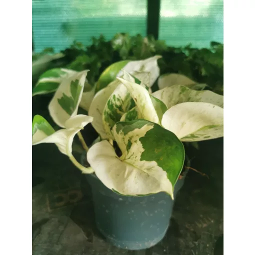 Szobai futóka - Epipremnum aureum Happy Leaf