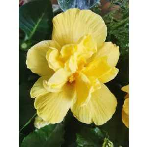 Hibiscus Double Yellow