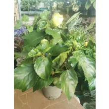 Hibiscus Double Yellow