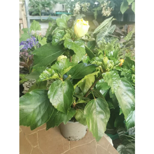 Hibiscus Double Yellow