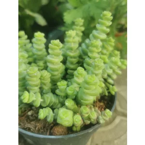 Crassula marnieriana