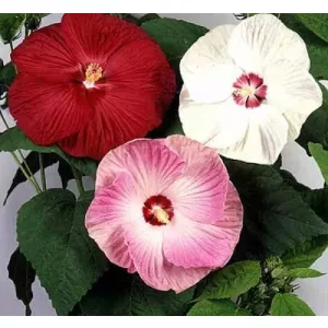   Hibiscus moscheutos Mix - Mocsári hibiszkusz (meglepetés szín)